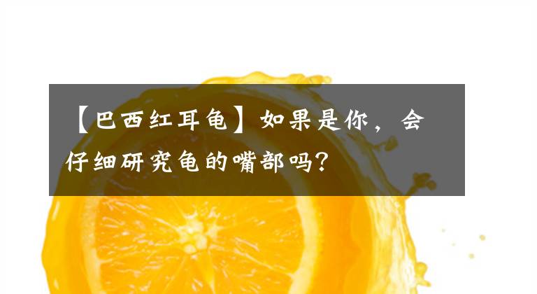 【巴西紅耳龜】如果是你，會仔細(xì)研究龜?shù)淖觳繂幔?></a></div> <div   id=