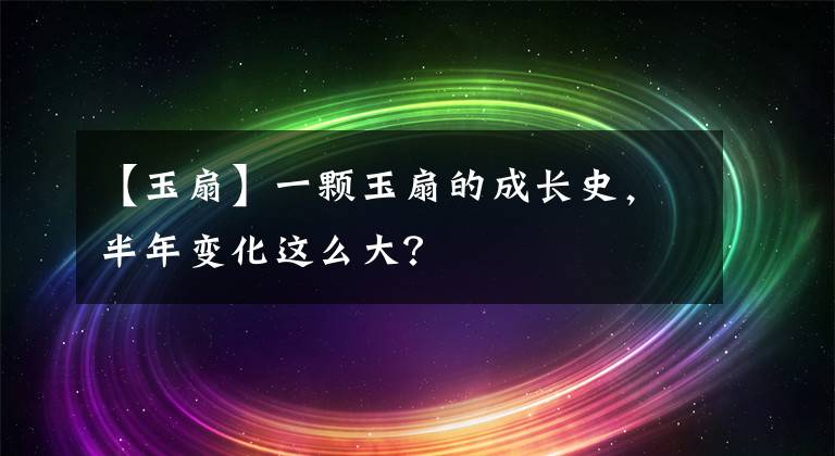 【玉扇】一顆玉扇的成長(zhǎng)史，半年變化這么大？