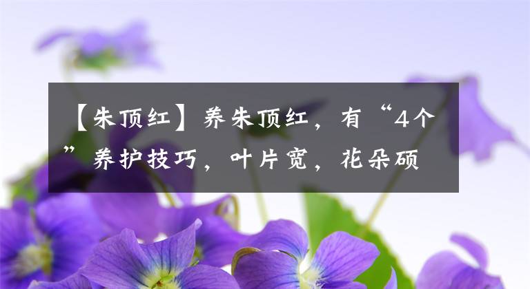 【朱頂紅】養(yǎng)朱頂紅，有“4個(gè)”養(yǎng)護(hù)技巧，葉片寬，花朵碩大鮮艷，開爆盆