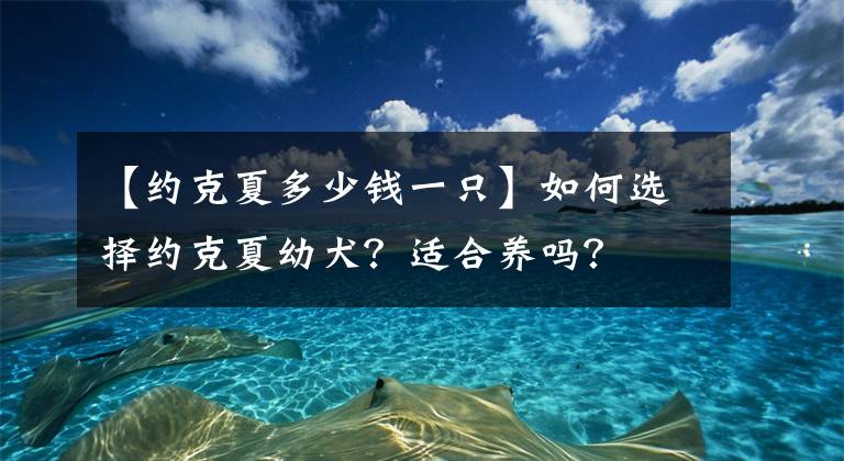 【約克夏多少錢一只】如何選擇約克夏幼犬？適合養(yǎng)嗎？