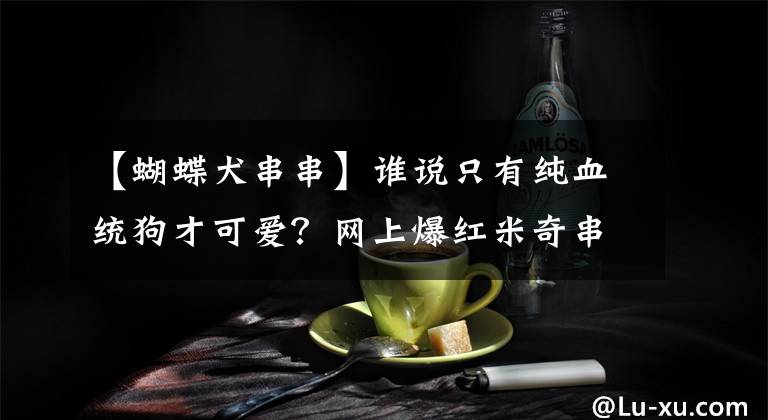 【蝴蝶犬串串】誰說只有純血統(tǒng)狗才可愛？網(wǎng)上爆紅米奇串串告訴你事實(shí)并不是這樣