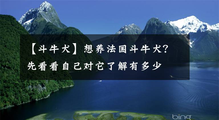 【斗牛犬】想養(yǎng)法國斗牛犬？先看看自己對(duì)它了解有多少