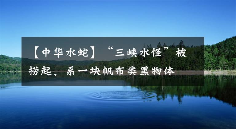 【中華水蛇】“三峽水怪”被撈起，系一塊帆布類黑物體