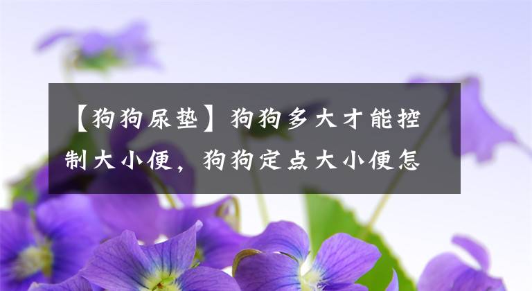 【狗狗尿墊】狗狗多大才能控制大小便，狗狗定點(diǎn)大小便怎么訓(xùn)練？