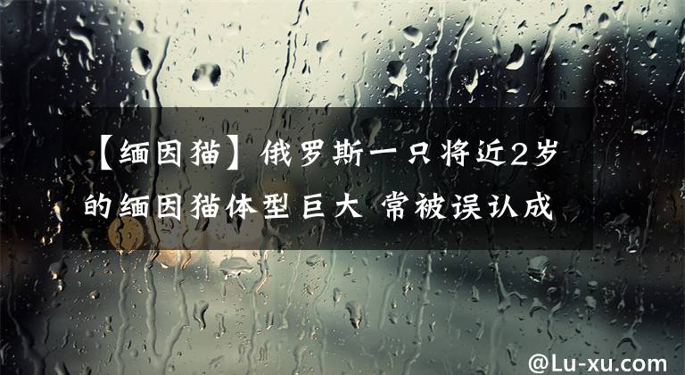 【緬因貓】俄羅斯一只將近2歲的緬因貓體型巨大 常被誤認成狗