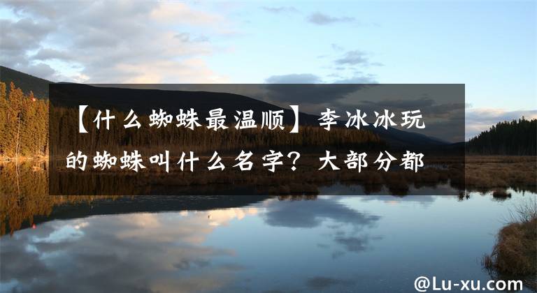 【什么蜘蛛最溫順】李冰冰玩的蜘蛛叫什么名字？大部分都很溫順。