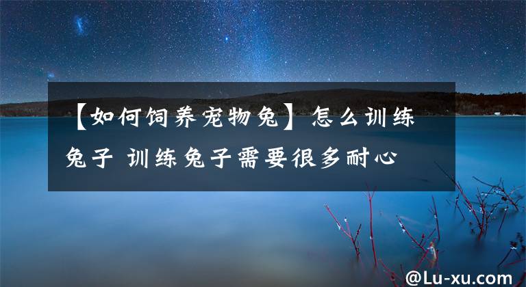 【如何飼養(yǎng)寵物兔】怎么訓練兔子 訓練兔子需要很多耐心