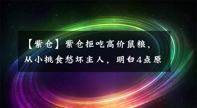 【紫倉】紫倉拒吃高價鼠糧，從小挑食愁壞主人，明白4點原因才能糾正