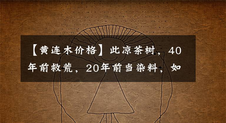 【黃連木價(jià)格】此涼茶樹，40年前救荒，20年前當(dāng)染料，如今葉子30元一斤