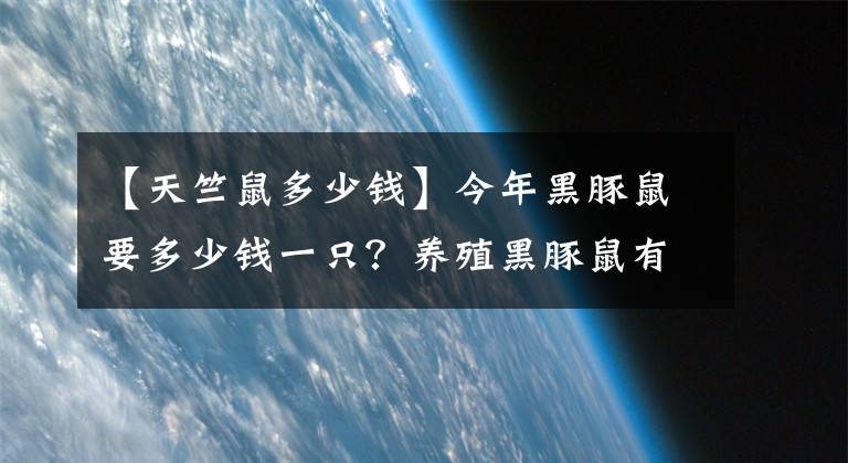 【天竺鼠多少錢】今年黑豚鼠要多少錢一只？養(yǎng)殖黑豚鼠有什么優(yōu)勢？經(jīng)濟價值有哪些