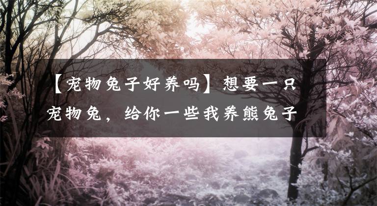 【寵物兔子好養(yǎng)嗎】想要一只寵物兔，給你一些我養(yǎng)熊兔子的經(jīng)驗