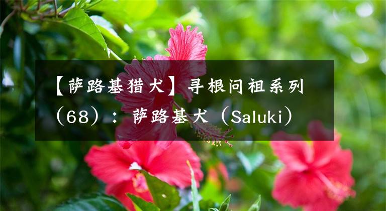 【薩路基獵犬】尋根問(wèn)祖系列（68）：薩路基犬（Saluki）