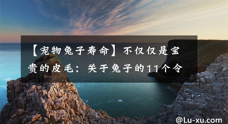 【寵物兔子壽命】不僅僅是寶貴的皮毛：關(guān)于兔子的11個令人驚訝的事實