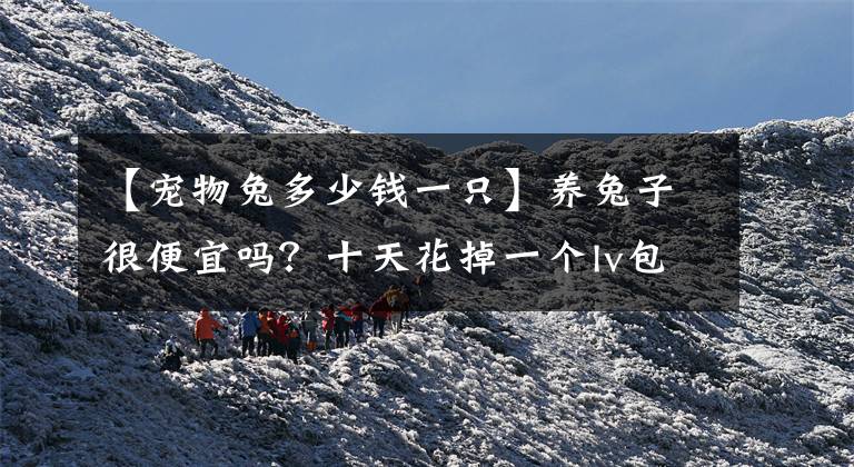 【寵物兔多少錢一只】養(yǎng)兔子很便宜嗎？十天花掉一個lv包的錢