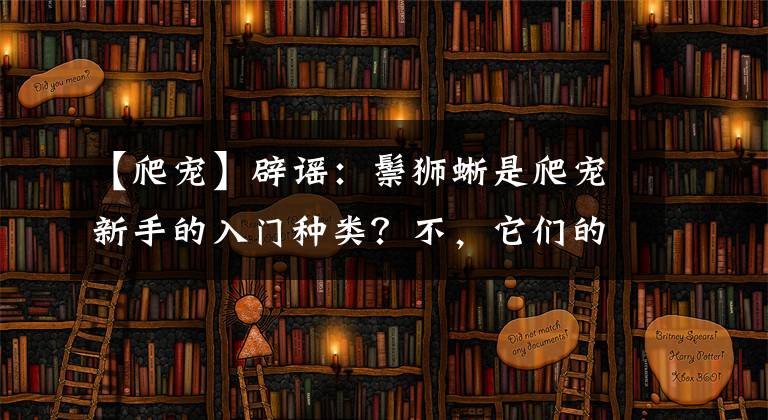 【爬寵】辟謠：鬃獅蜥是爬寵新手的入門種類？不，它們的飼養(yǎng)門檻比守宮高