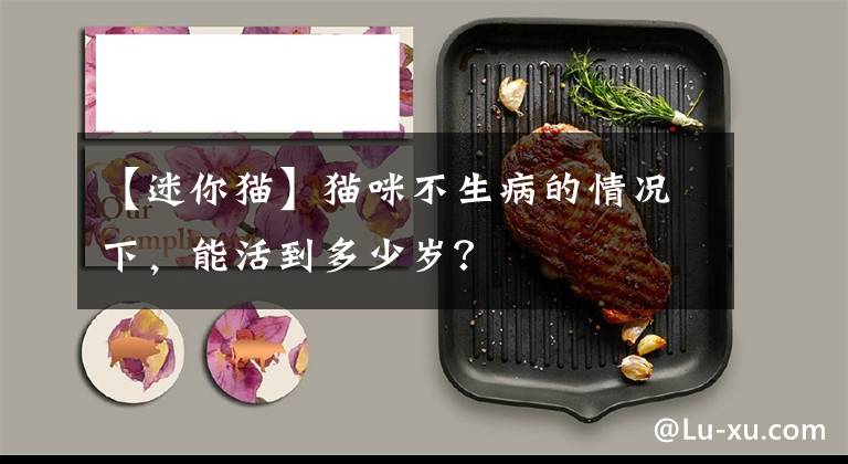 【迷你貓】貓咪不生病的情況下，能活到多少歲？