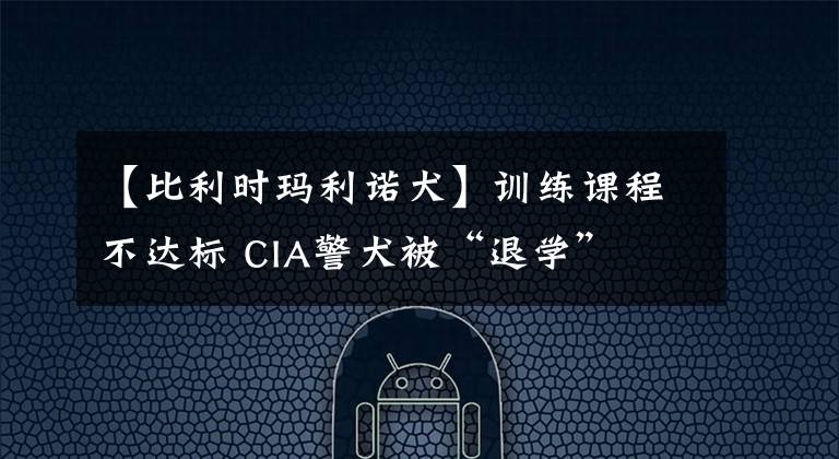 【比利時瑪利諾犬】訓練課程不達標 CIA警犬被“退學”