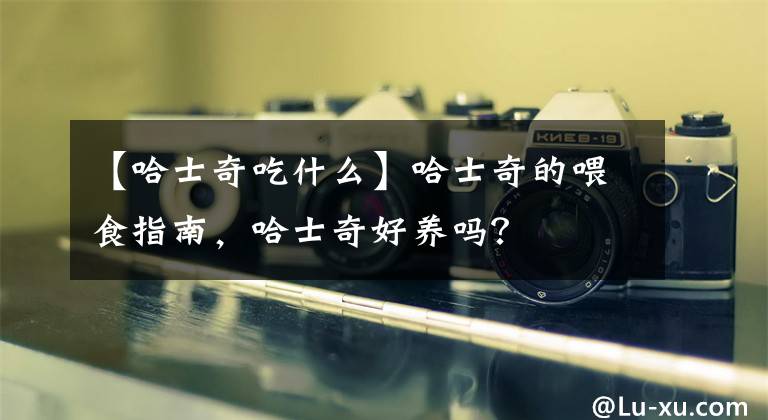 【哈士奇吃什么】哈士奇的喂食指南，哈士奇好養(yǎng)嗎？