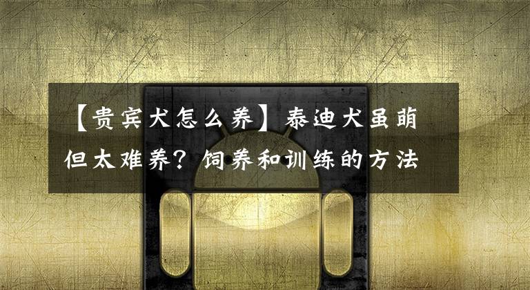 【貴賓犬怎么養(yǎng)】泰迪犬雖萌但太難養(yǎng)？飼養(yǎng)和訓(xùn)練的方法全在這里了，鏟屎官學(xué)起來