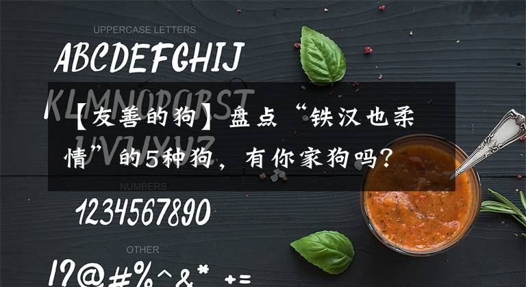 【友善的狗】盤點(diǎn)“鐵漢也柔情”的5種狗，有你家狗嗎？