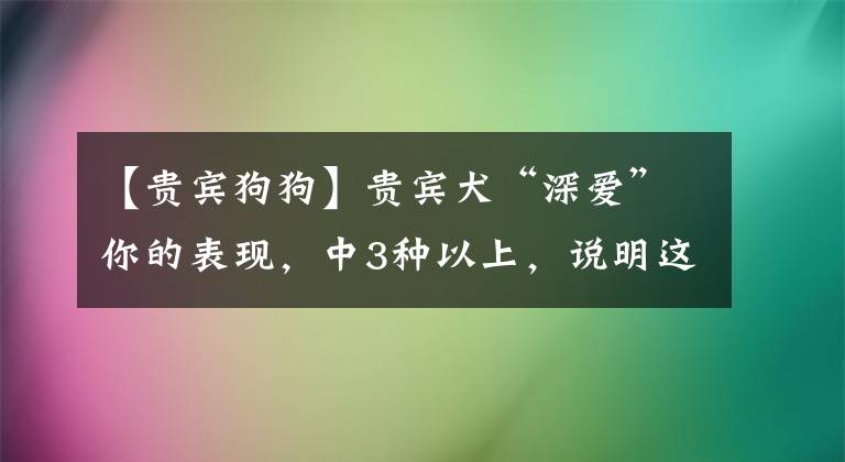 【貴賓狗狗】貴賓犬“深?lèi)?ài)”你的表現(xiàn)，中3種以上，說(shuō)明這狗沒(méi)養(yǎng)錯(cuò)