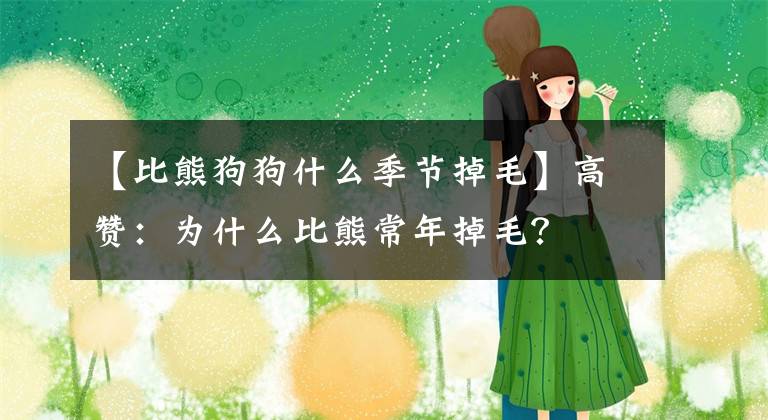 【比熊狗狗什么季節(jié)掉毛】高贊：為什么比熊常年掉毛？