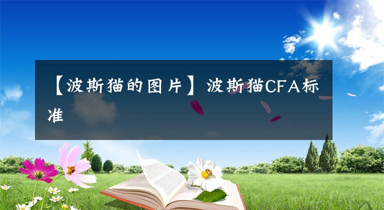 【波斯貓的圖片】波斯貓CFA標(biāo)準(zhǔn)