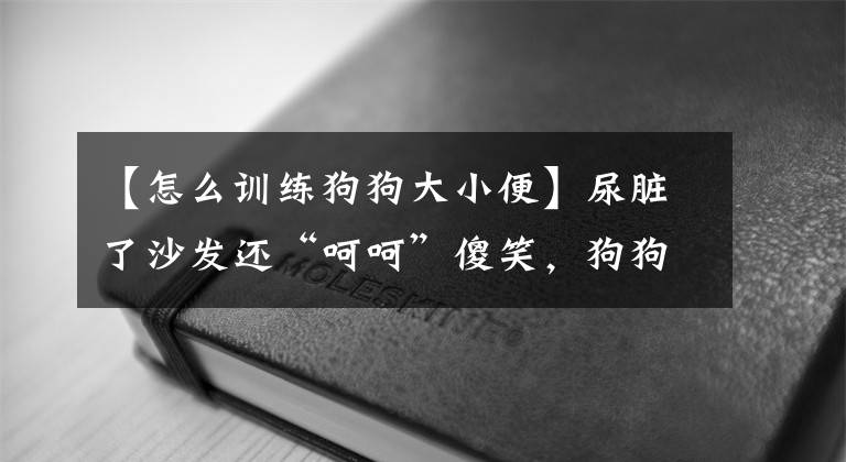 【怎么訓(xùn)練狗狗大小便】尿臟了沙發(fā)還“呵呵”傻笑，狗狗的定點(diǎn)大小便訓(xùn)練