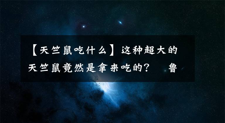 【天竺鼠吃什么】這種超大的天竺鼠竟然是拿來吃的？祕魯?shù)奶祗檬蠊?jié)讓人嘆為觀止！