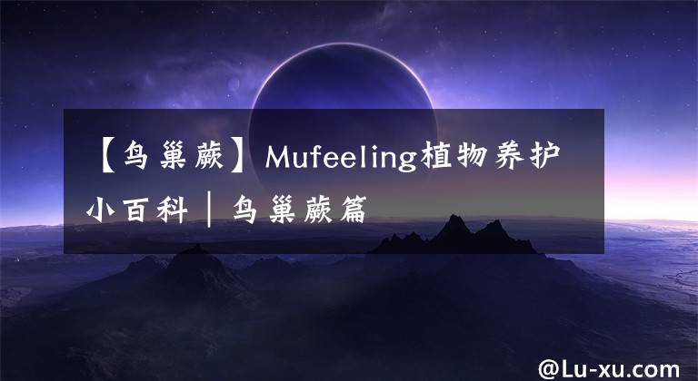 【鳥巢蕨】Mufeeling植物養(yǎng)護小百科｜鳥巢蕨篇