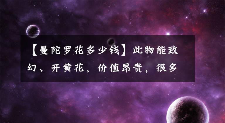 【曼陀羅花多少錢】此物能致幻、開黃花，價值昂貴，很多鄉(xiāng)下都能見到，名曼陀羅