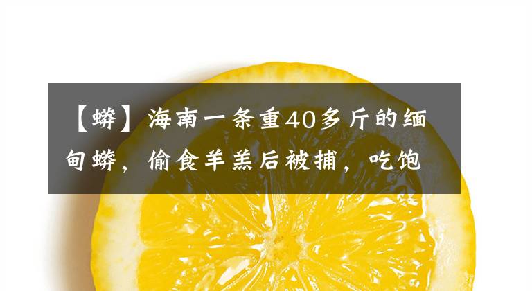 【蟒】海南一條重40多斤的緬甸蟒，偷食羊羔后被捕，吃飽的蟒蛇沒(méi)威脅？