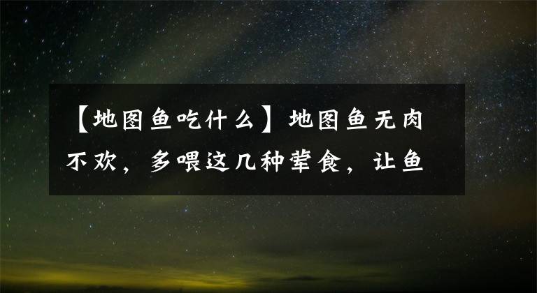 【地圖魚吃什么】地圖魚無(wú)肉不歡，多喂這幾種葷食，讓魚蹭蹭長(zhǎng)