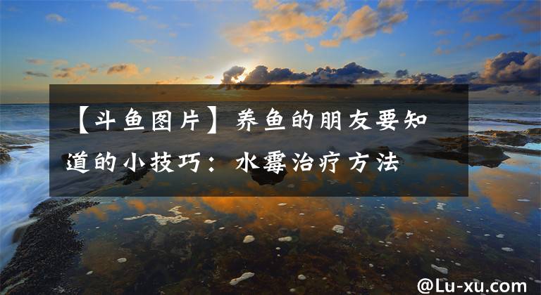 【斗魚圖片】養(yǎng)魚的朋友要知道的小技巧：水霉治療方法