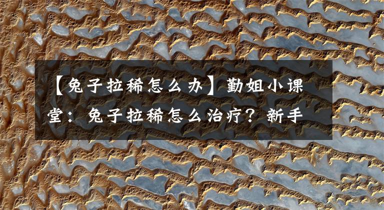 【兔子拉稀怎么辦】勤姐小課堂：兔子拉稀怎么治療？新手養(yǎng)兔要先觀察兔子糞便