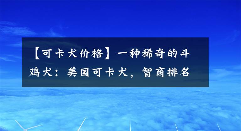 【可卡犬價格】一種稀奇的斗雞犬：美國可卡犬，智商排名20