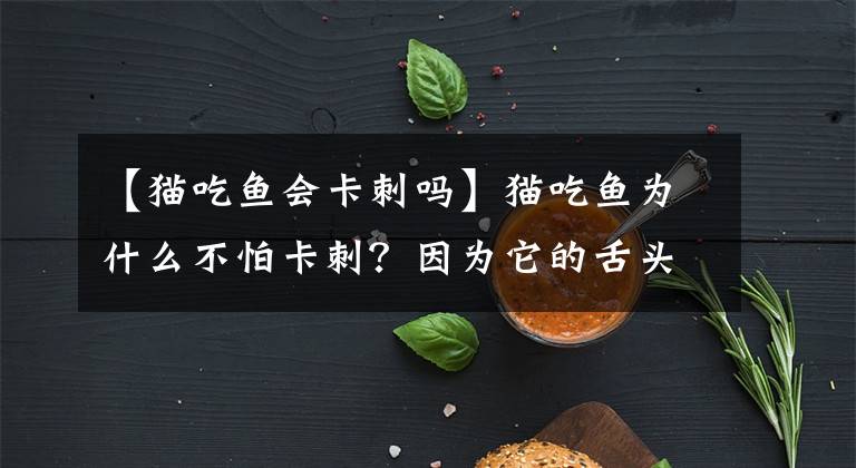 【貓吃魚會(huì)卡刺嗎】貓吃魚為什么不怕卡刺？因?yàn)樗纳囝^堪比“刮骨鋼刀”！