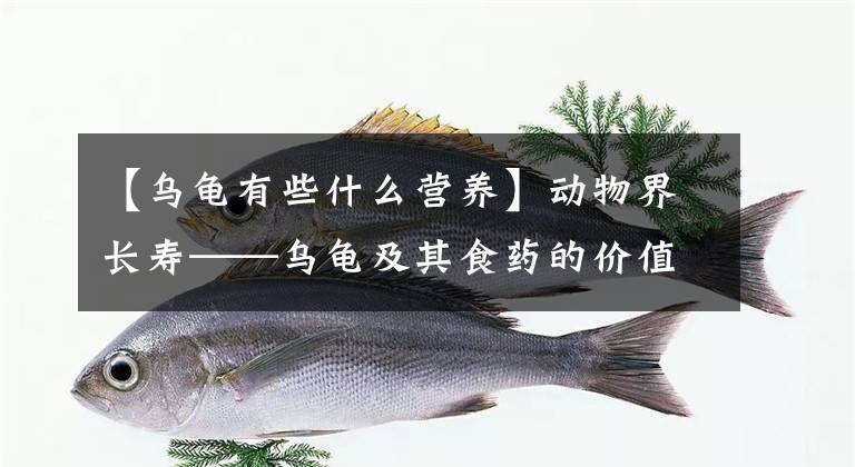 【烏龜有些什么營(yíng)養(yǎng)】動(dòng)物界長(zhǎng)壽——烏龜及其食藥的價(jià)值