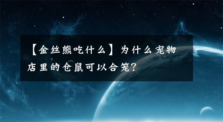 【金絲熊吃什么】為什么寵物店里的倉鼠可以合籠？