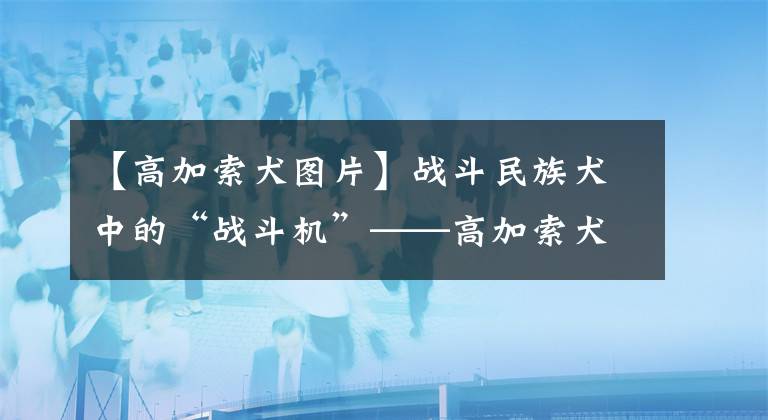 【高加索犬圖片】戰(zhàn)斗民族犬中的“戰(zhàn)斗機(jī)”——高加索犬