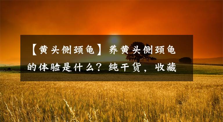 【黃頭側(cè)頸龜】養(yǎng)黃頭側(cè)頸龜?shù)捏w驗(yàn)是什么？純干貨，收藏用