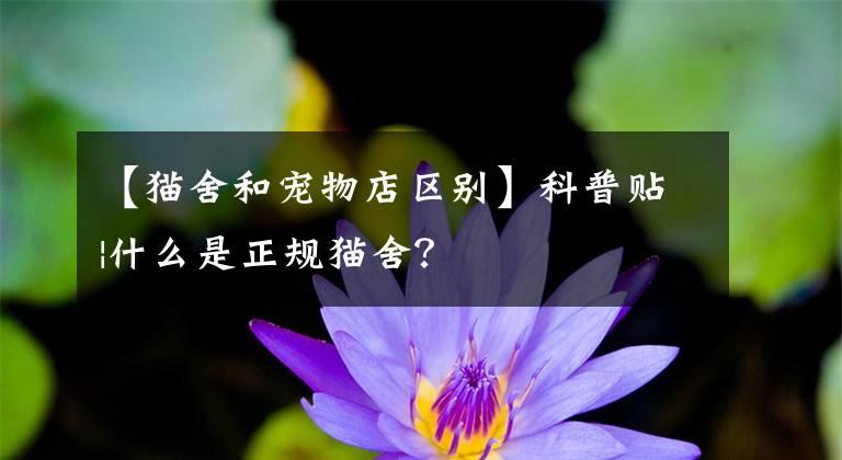 【貓舍和寵物店區(qū)別】科普貼|什么是正規(guī)貓舍？