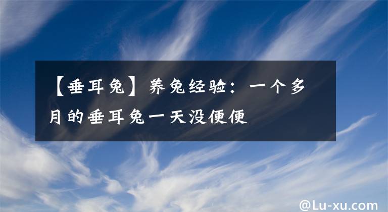 【垂耳兔】養(yǎng)兔經(jīng)驗：一個多月的垂耳兔一天沒便便