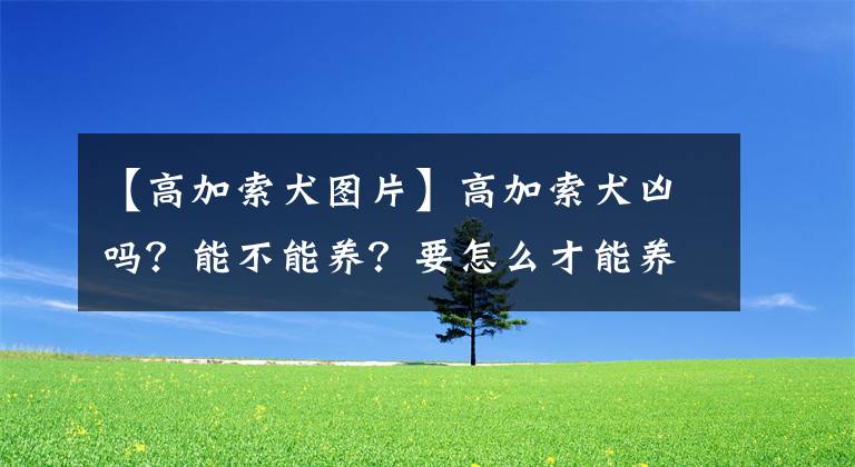 【高加索犬圖片】高加索犬兇嗎？能不能養(yǎng)？要怎么才能養(yǎng)好？