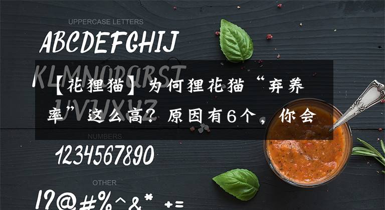 【花貍貓】為何貍花貓“棄養(yǎng)率”這么高？原因有6個，你會棄養(yǎng)它嗎？