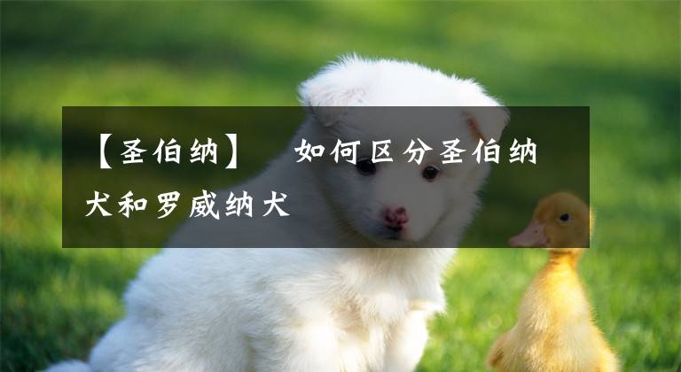 【圣伯納】?如何區(qū)分圣伯納犬和羅威納犬