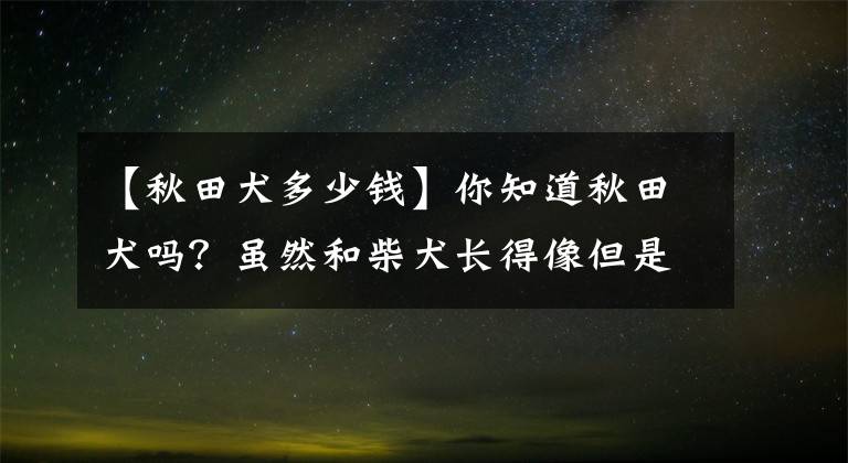 【秋田犬多少錢】你知道秋田犬嗎？雖然和柴犬長得像但是價格相差很大！