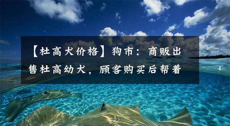 【杜高犬價格】狗市：商販出售杜高幼犬，顧客購買后幫著抬籠子到顧客車旁！