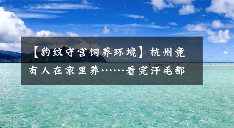 【豹紋守宮飼養(yǎng)環(huán)境】杭州竟有人在家里養(yǎng)……看完汗毛都豎起來了！膽子小的勿點……