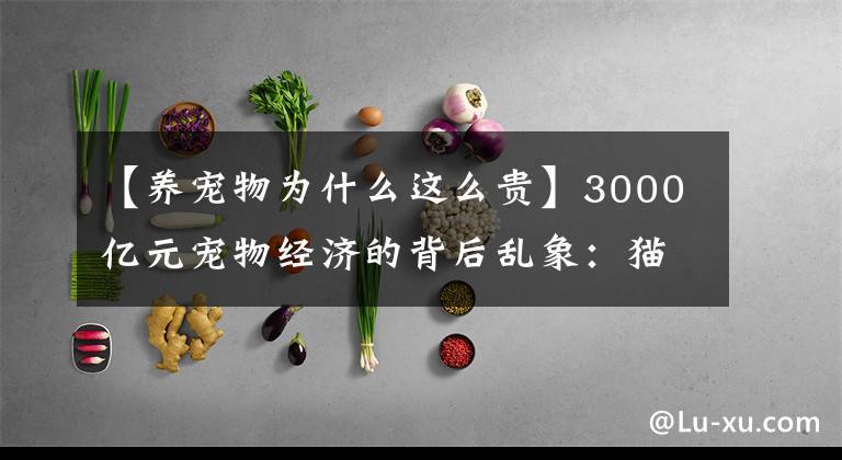 【養(yǎng)寵物為什么這么貴】3000億元寵物經(jīng)濟的背后亂象：貓的子宮、身體與生命，全都是錢